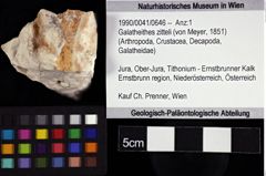 Foto (Objket + Etiketten) von Galatheithes zitteli (von Meyer, 1851) 